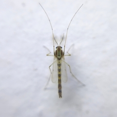 Chironomidae