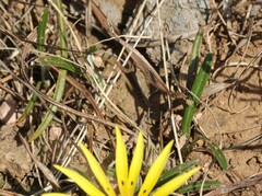 Gazania