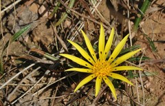 Gazania