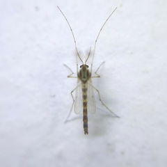 Chironomidae