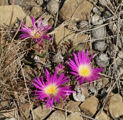 Delosperma carolinense