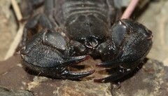 Opisthacanthus
