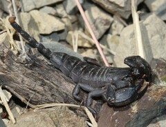 Opisthacanthus