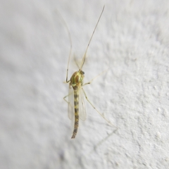 Chironomidae