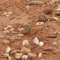 Brachythemis impartita