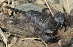 Opisthacanthus