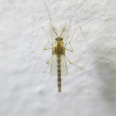 Chironomidae