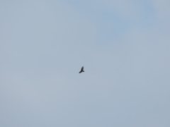 Cathartes aura septentrionalis
