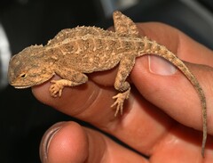 Agama aculeata distanti