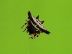 Gasteracantha geminata