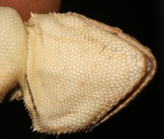 Agama aculeata distanti