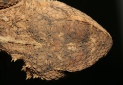 Agama aculeata distanti