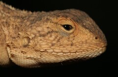Agama aculeata distanti