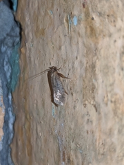 Tineidae