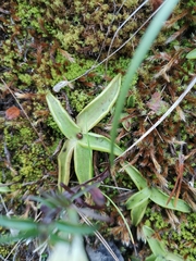 Pinguicula