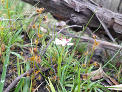 Wurmbea dioica