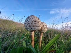 Agaricaceae