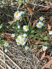 Erigeron annuus