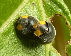 Apolinus lividigaster