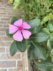 Catharanthus
