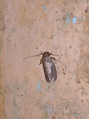 Tineidae