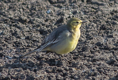 Motacilla citreola