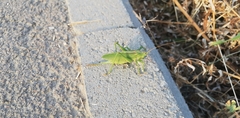 Tettigonia cantans