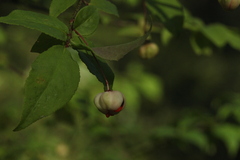 Euonymus verrucosus