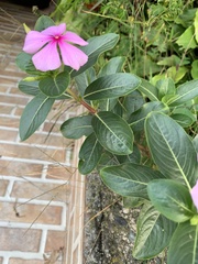 Catharanthus