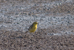 Motacilla citreola