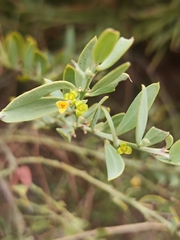 Osyris lanceolata