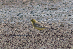 Motacilla citreola