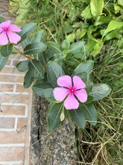 Catharanthus