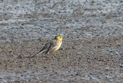 Motacilla citreola