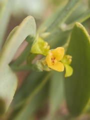 Osyris lanceolata