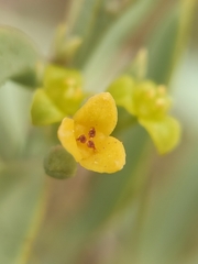 Osyris lanceolata