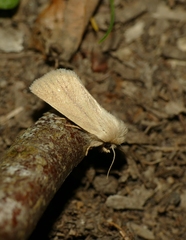 Denticucullus pygmina