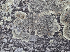 Lecanoromycetes