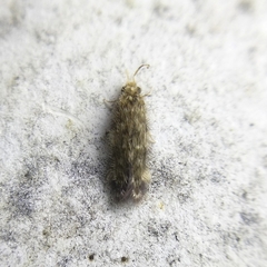 Hydroptilidae