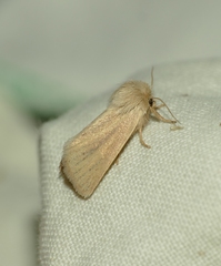 Denticucullus pygmina