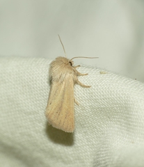 Denticucullus pygmina