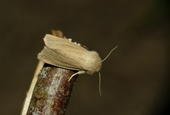 Denticucullus pygmina