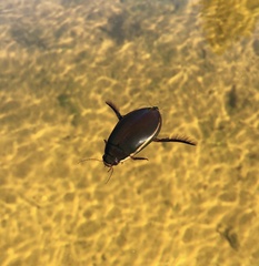 Cybister lateralimarginalis