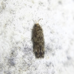 Hydroptilidae