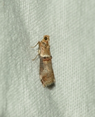 Acrobasis tumidana