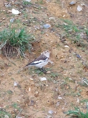 Plectrophenax nivalis