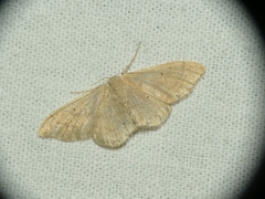 Idaea straminata
