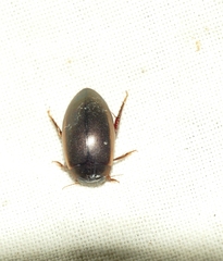 Ilybius fuliginosus