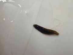 Erpobdella octoculata