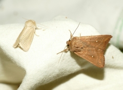 Mythimna albipuncta